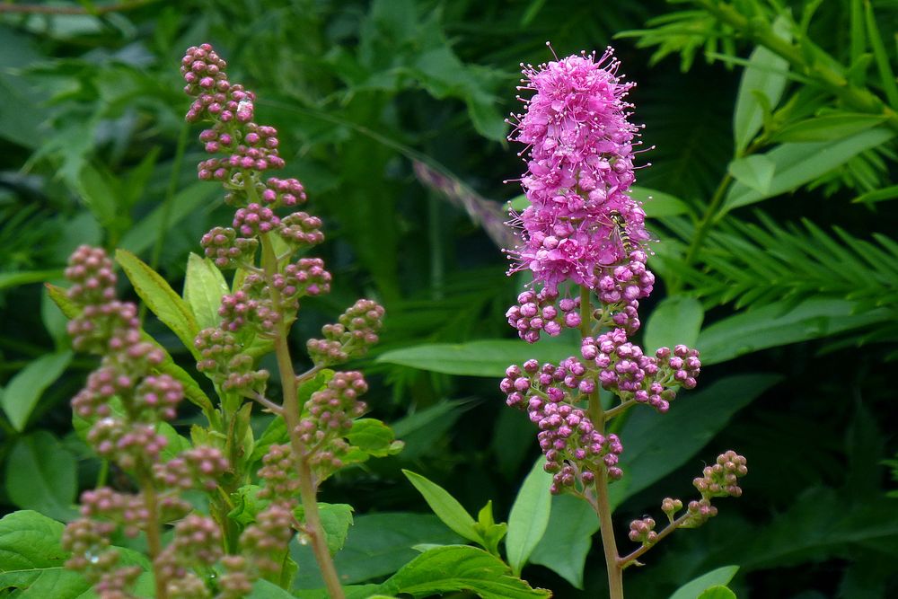 Blüten des Spierstrauches