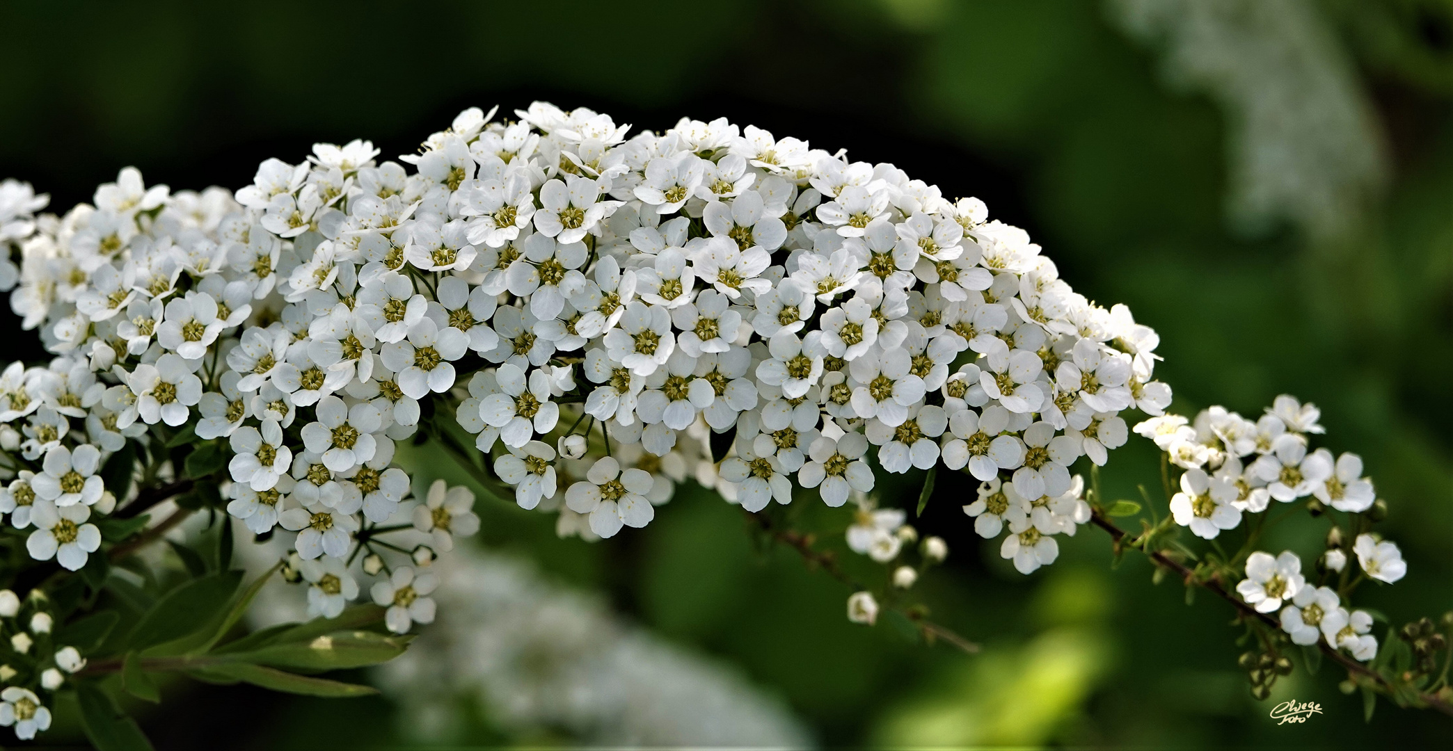 Blüten des Spierstrauches (Spiraea)