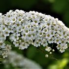 Blüten des Spierstrauches (Spiraea)