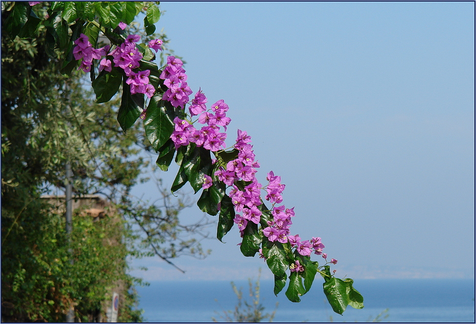 Blüten des Südens