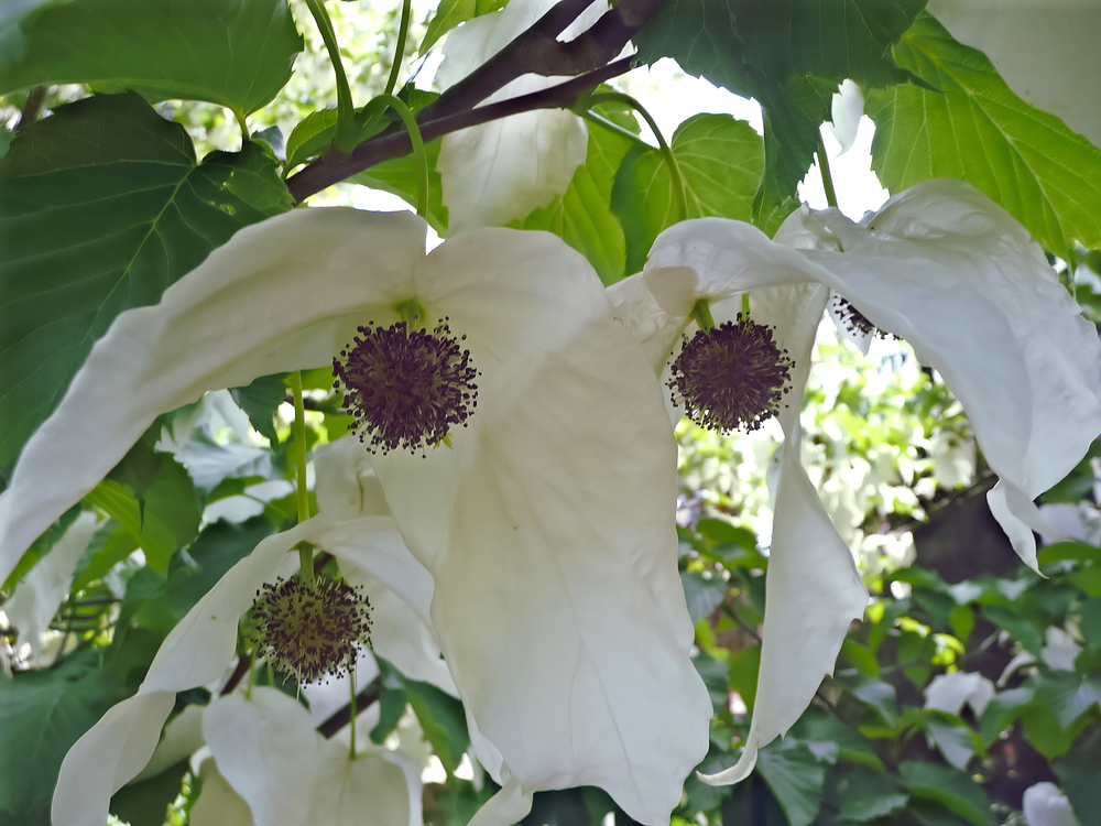 BLÜTEN DES TASCHENTUCHBAUMES