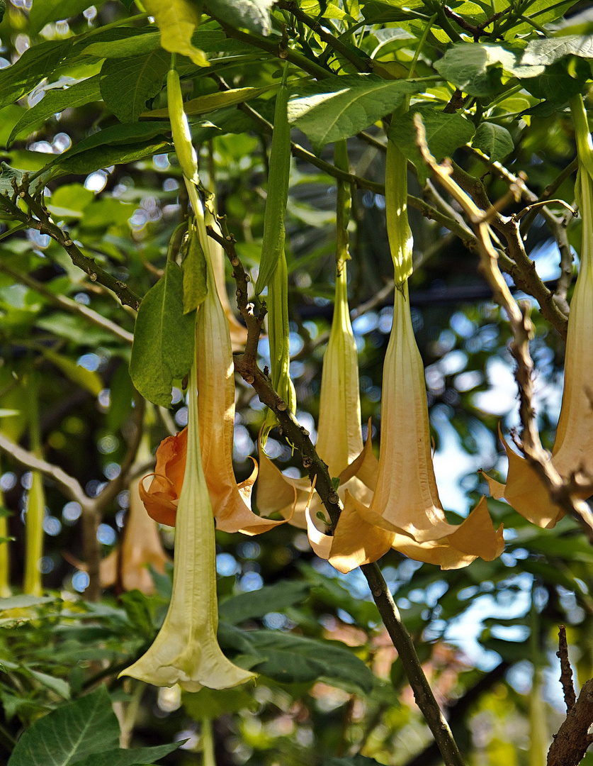 Blüten des Trompentenbaums