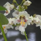 Blüten des Trompetenbaumes, er steht auf auf meinem Balkon