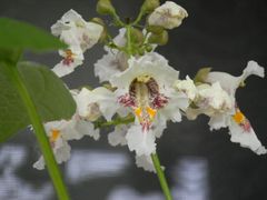 Blüten des Trompetenbaumes, er steht auf auf meinem Balkon