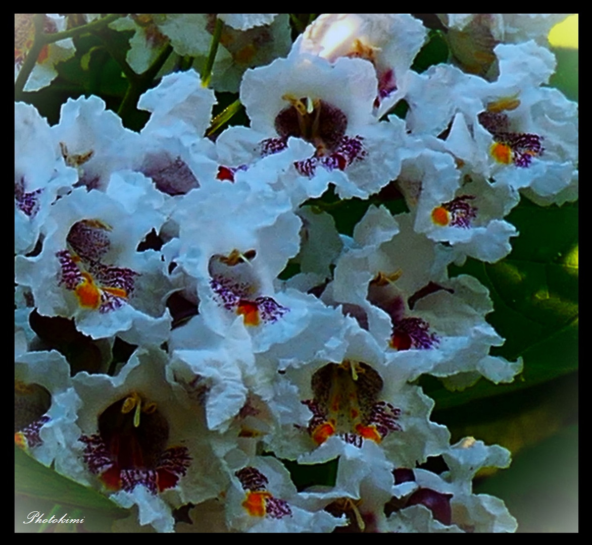 Blüten des Trompetenbaums (Katalpa)