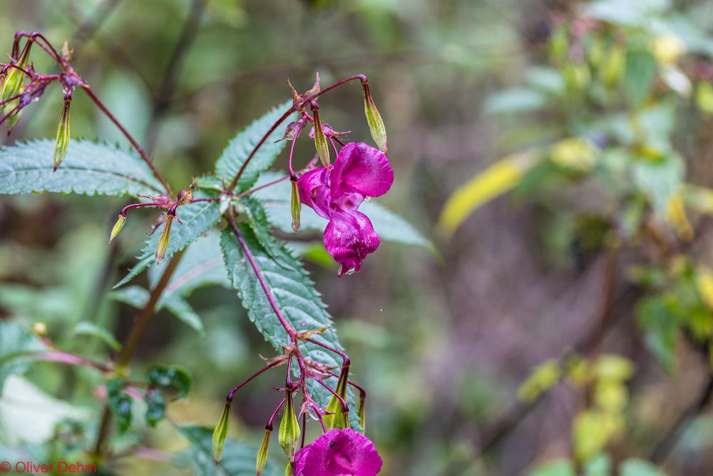 Blüten des Waldes