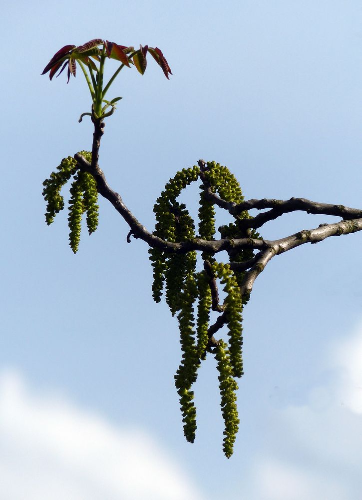 Blüten des Walnussbaum