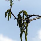 Blüten des Walnussbaum