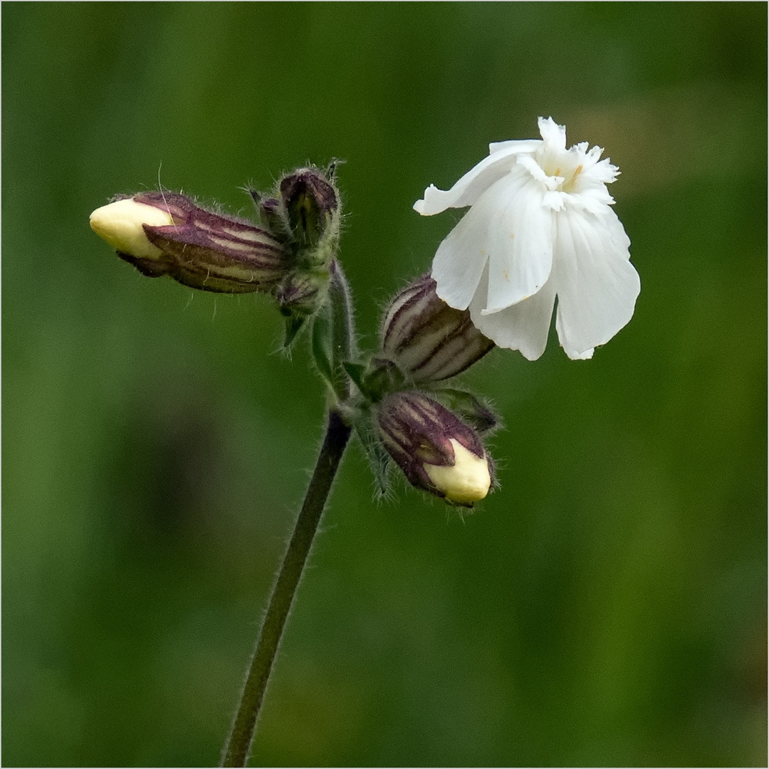 Blüten des weißen Leimkrautes  .....