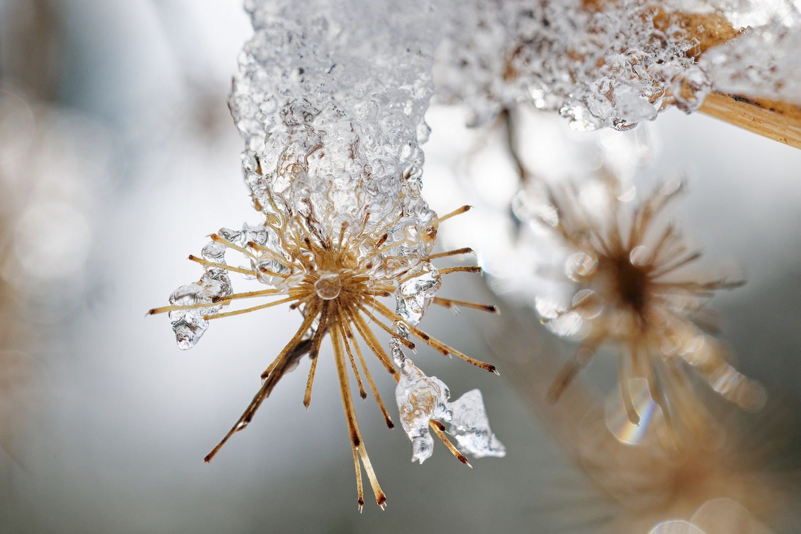 Blüten des Winters