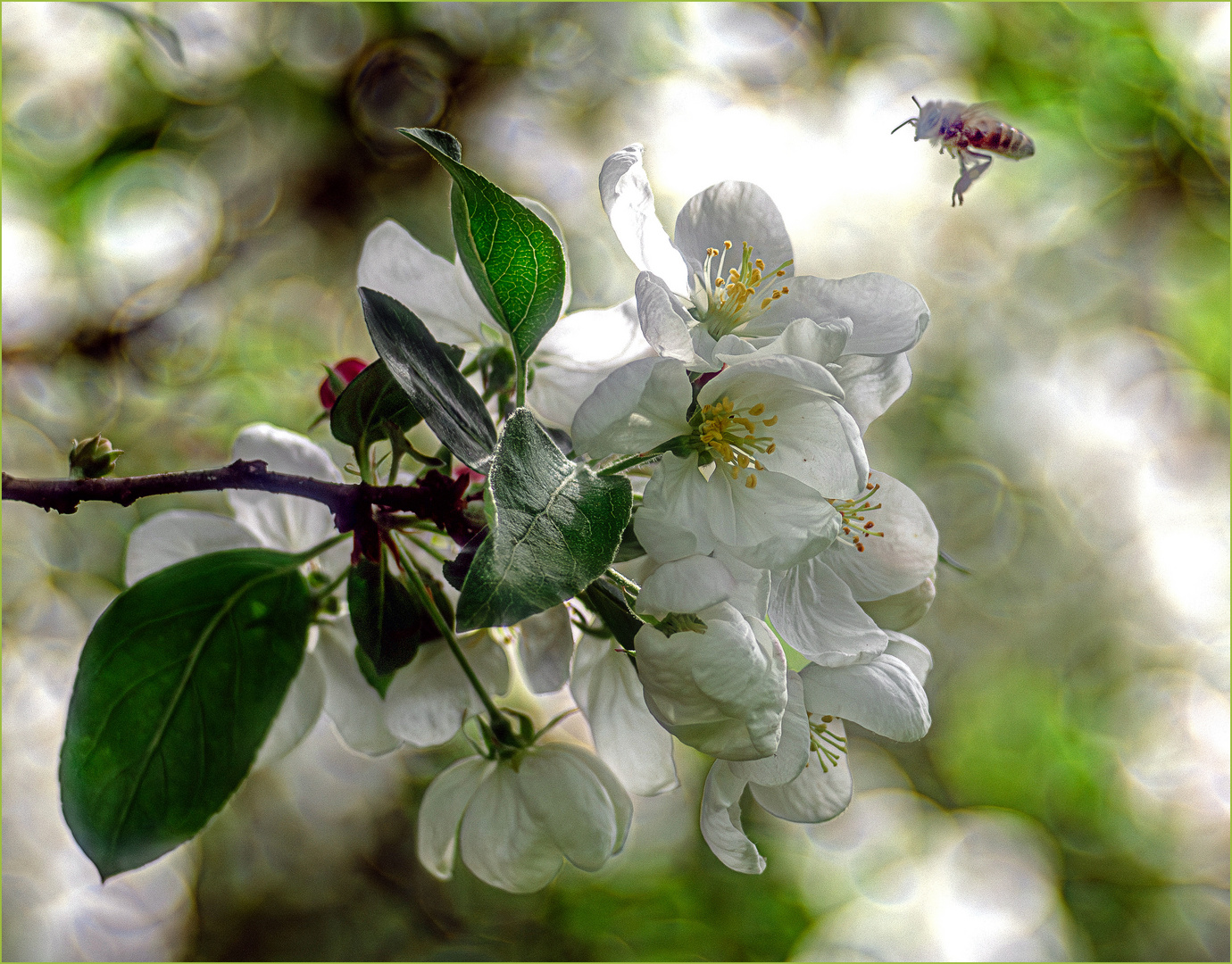 Blüten des Zierapfelbaums ...