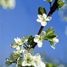 Blüten des Zwetschgenbaumes I