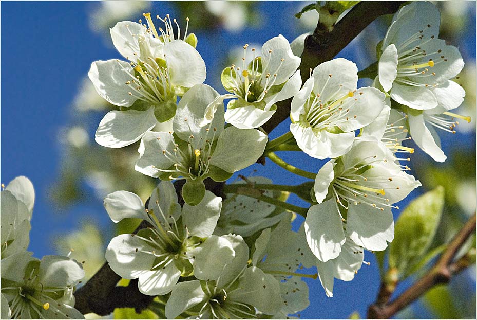 Blüten des Zwetschgenbaumes II