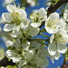 Blüten des Zwetschgenbaumes II