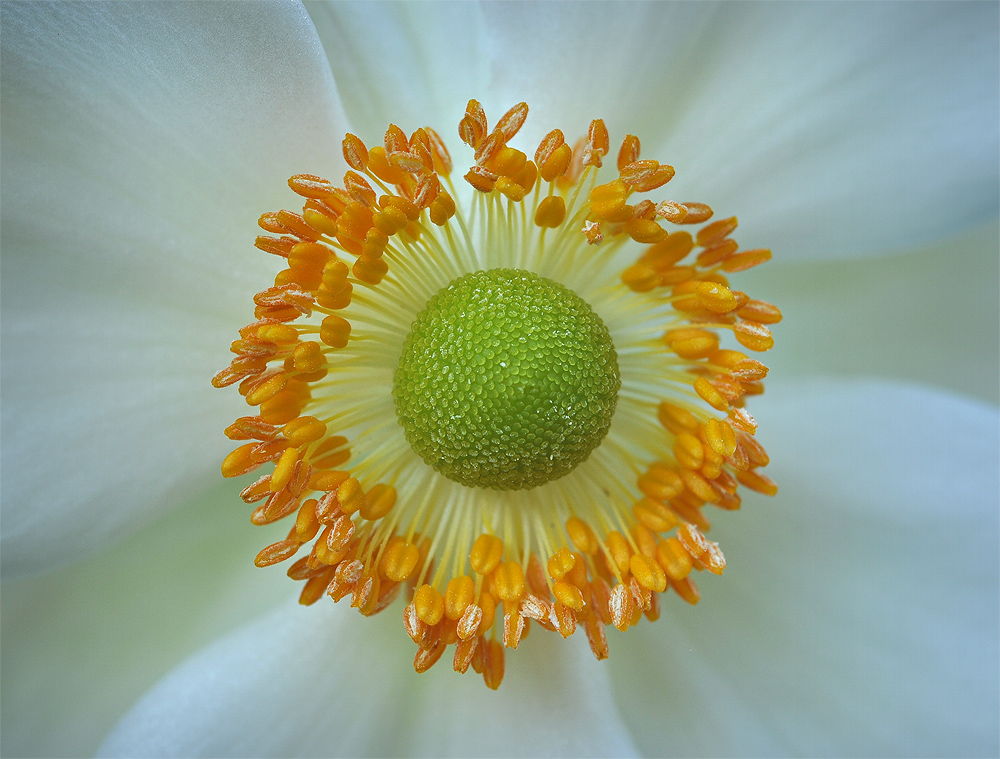 ...Blüten-Detail...