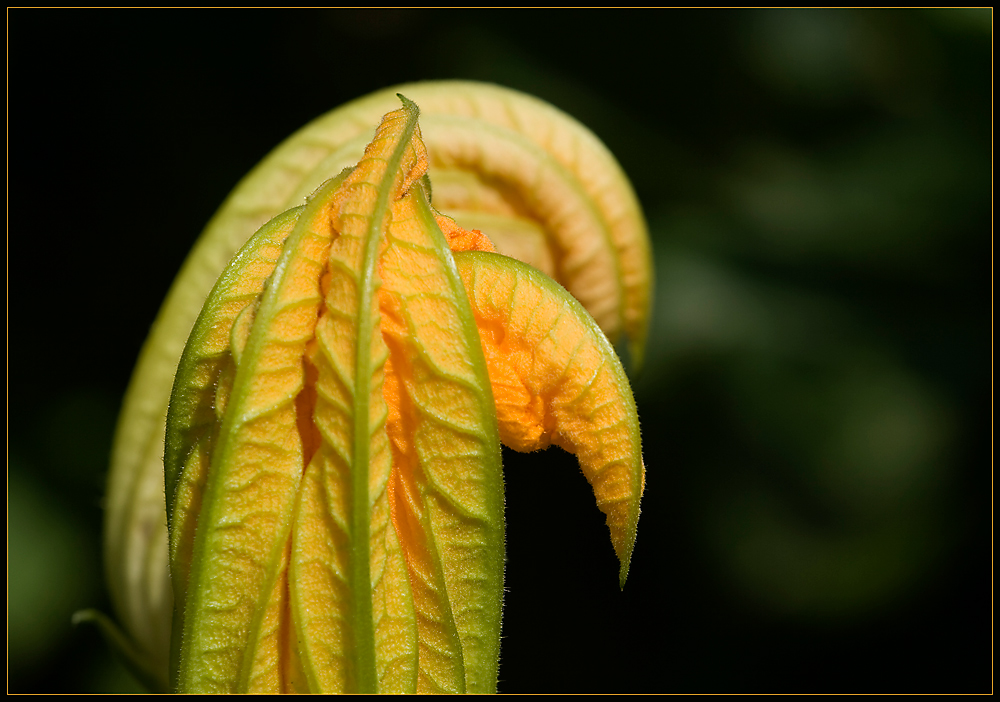 Blüten-Details