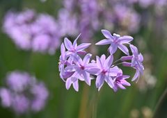 Blüten
