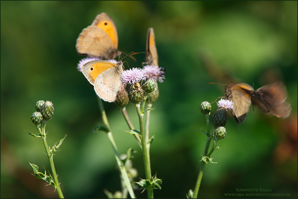 Blüten, die anziehen