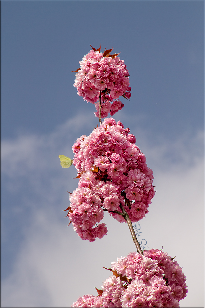 Blüten die gen Himmel ragen