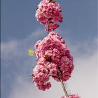 Blüten die gen Himmel ragen