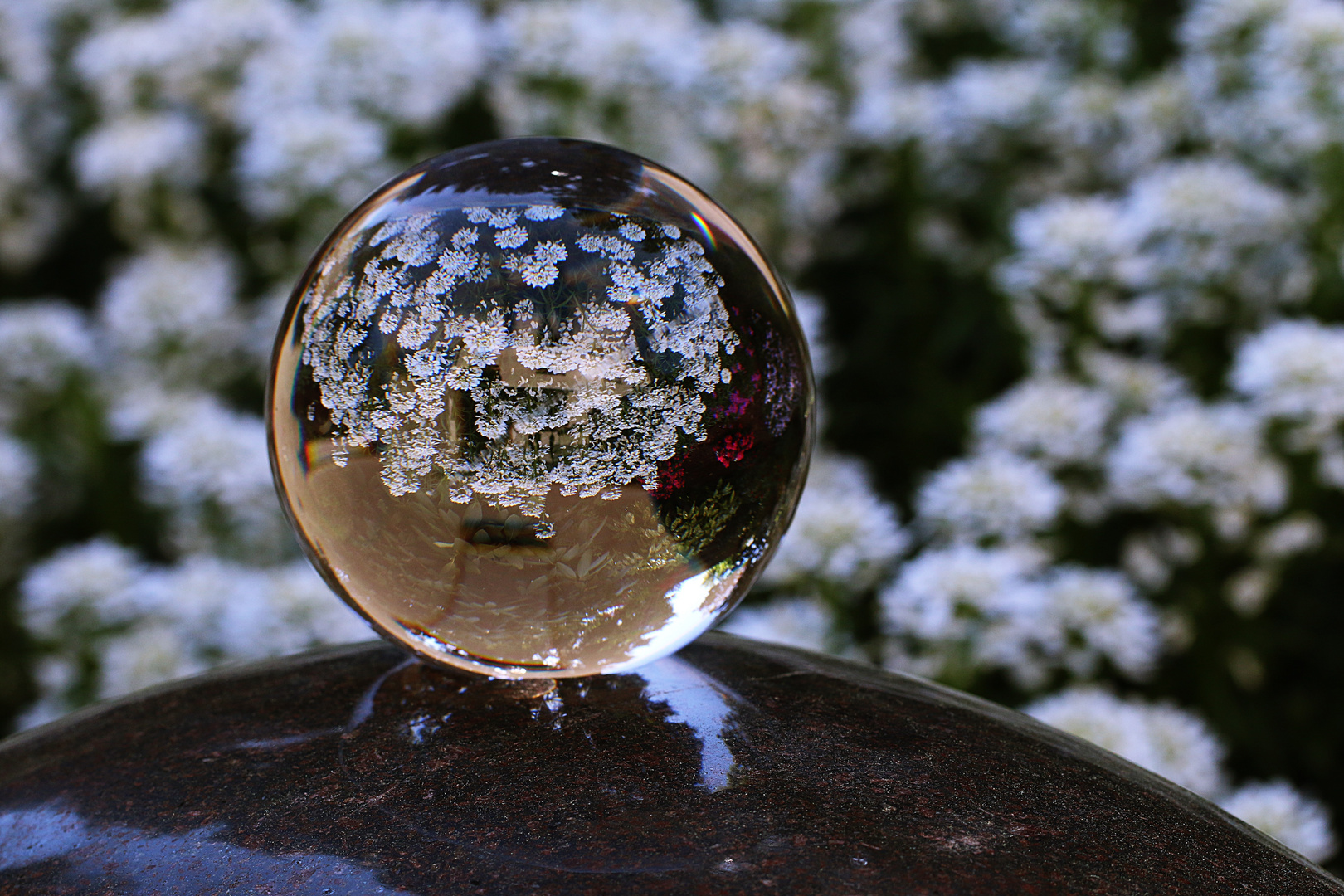 Blüten die in die Kugel wachsen