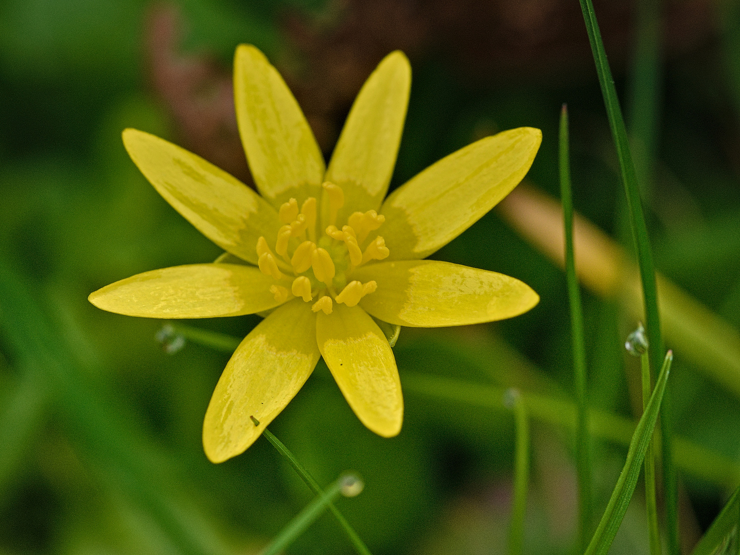 Blüten die man manchmal übersieht