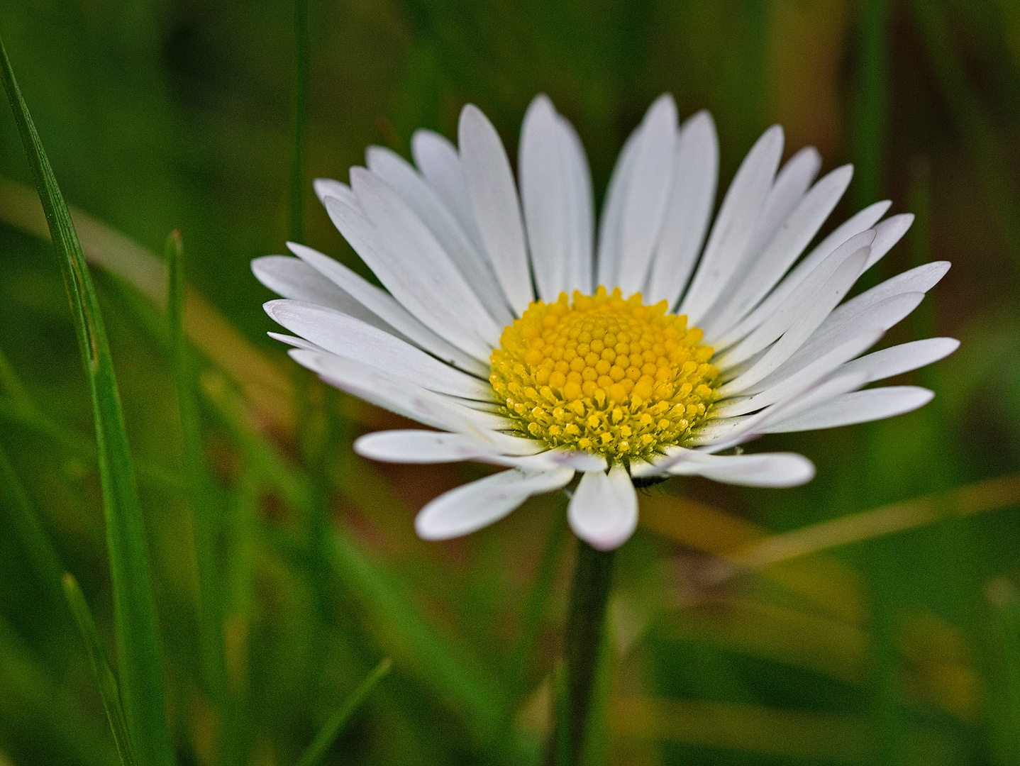 Blüten die man manchmal übersieht