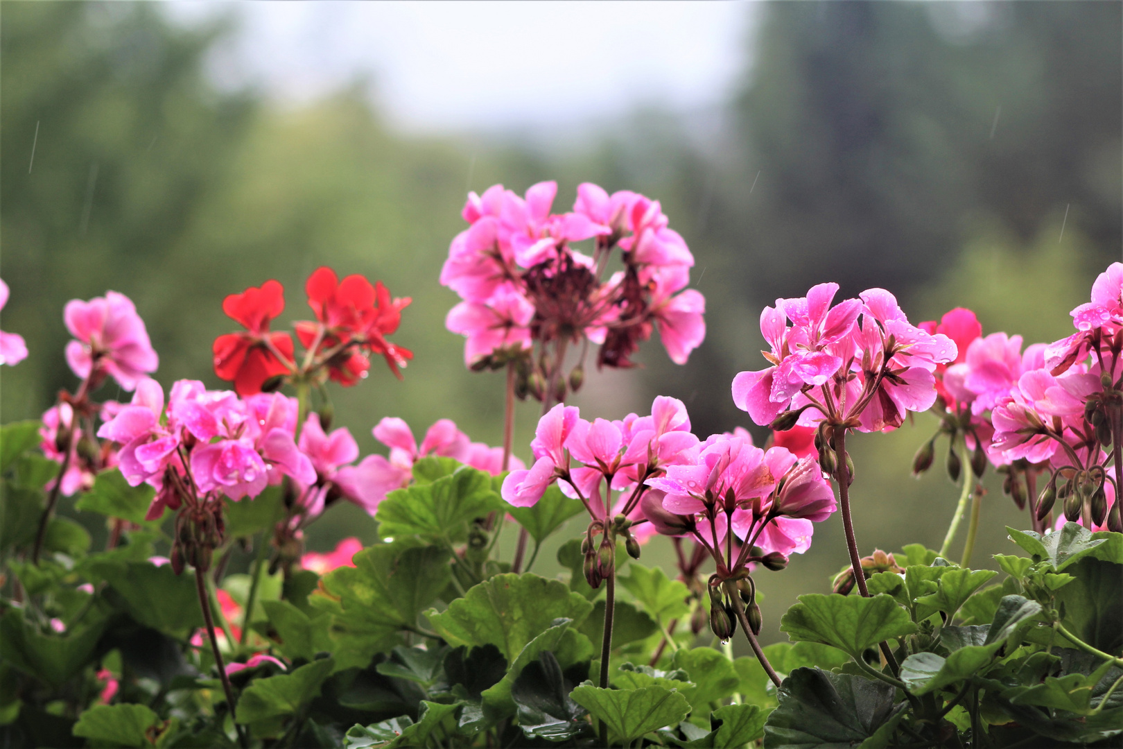 Blüten die sich dem Himmel entgegen recken 