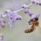 "Blüten-Drink"