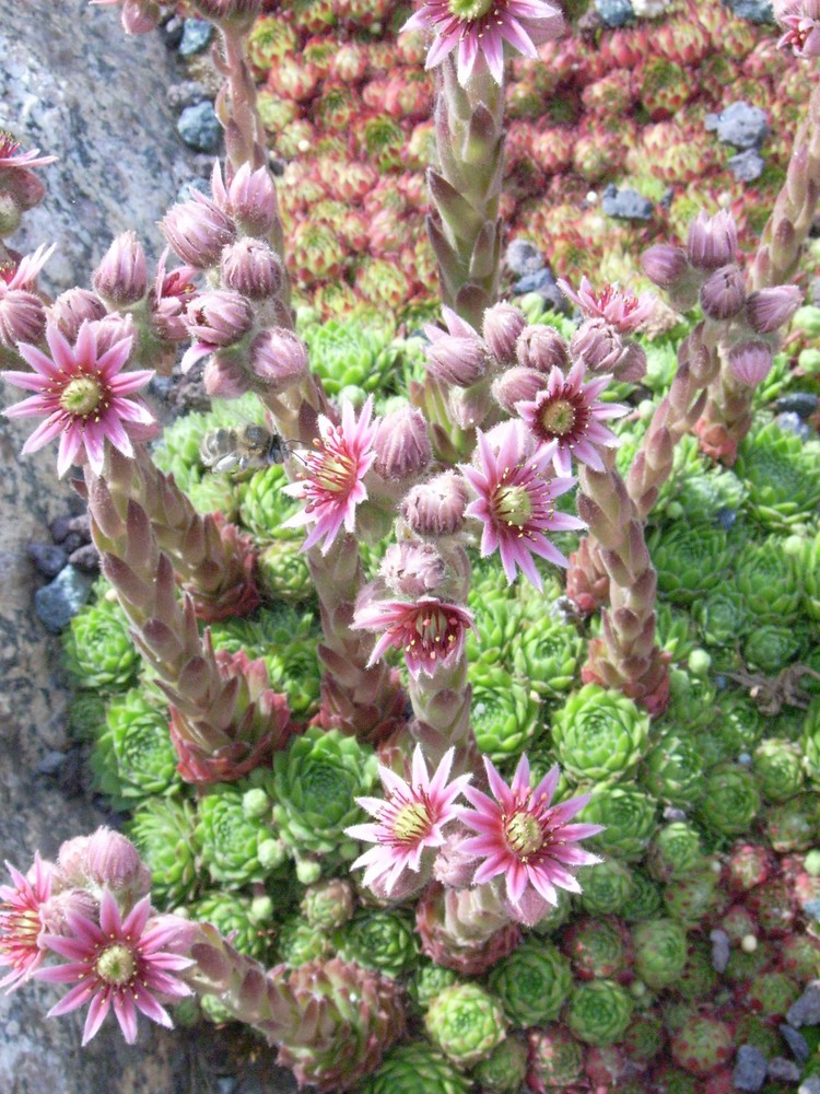 Blüten, ein Gruß an meinen Vati!