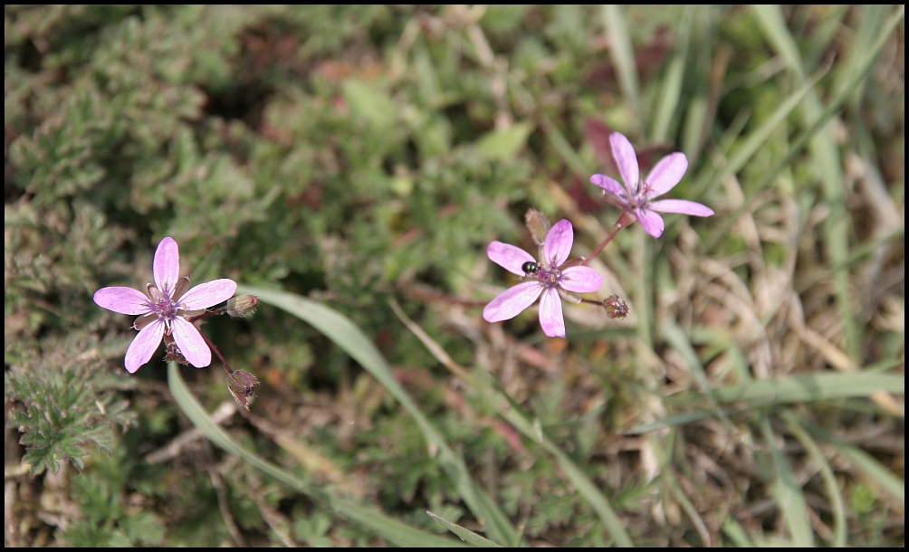 blüten ~ eine hat besuch