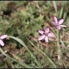 blüten ~ eine hat besuch