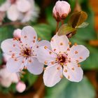 Blüten einer Blutpflaume im Garten