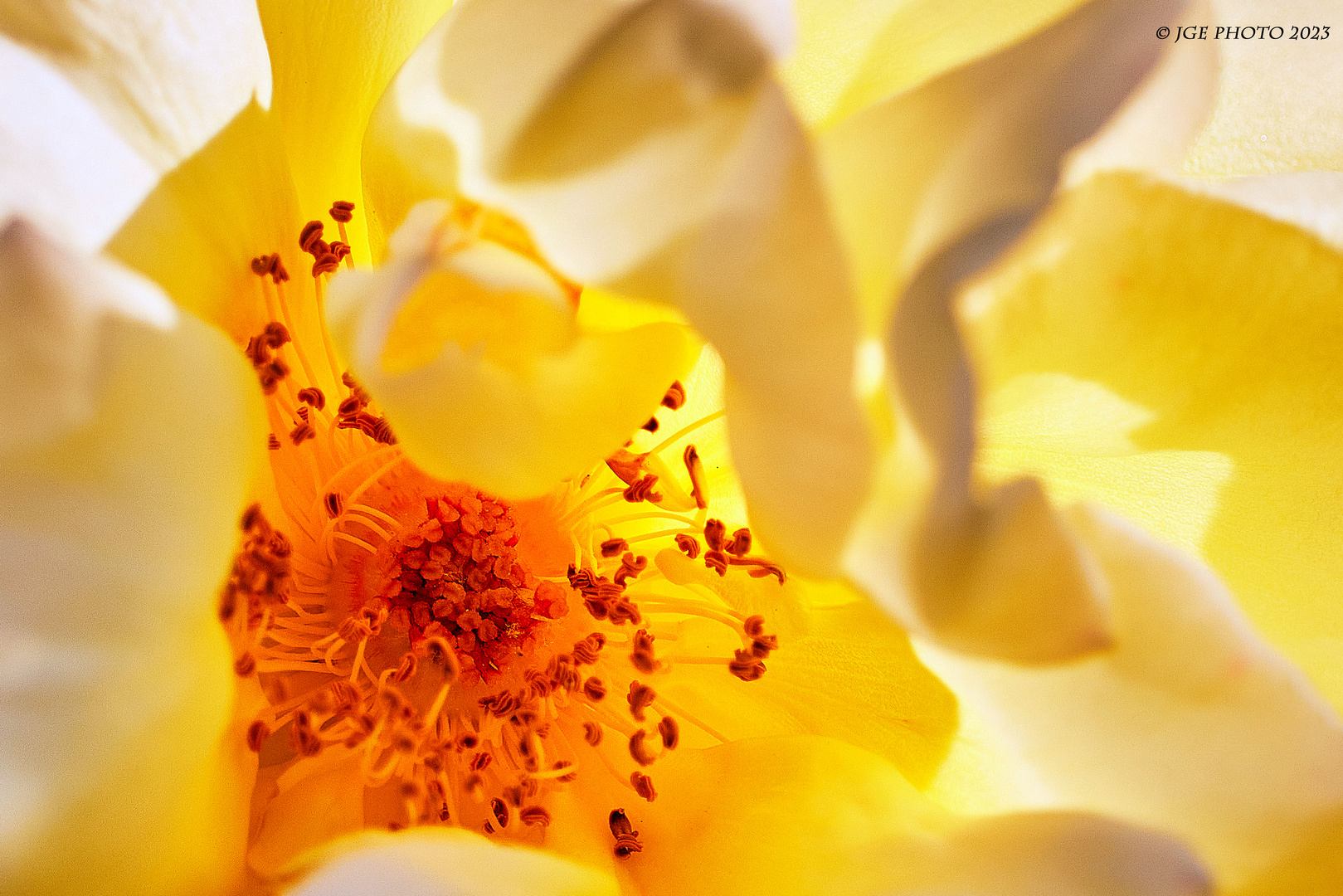 Blüten einer gelben Gartenrose