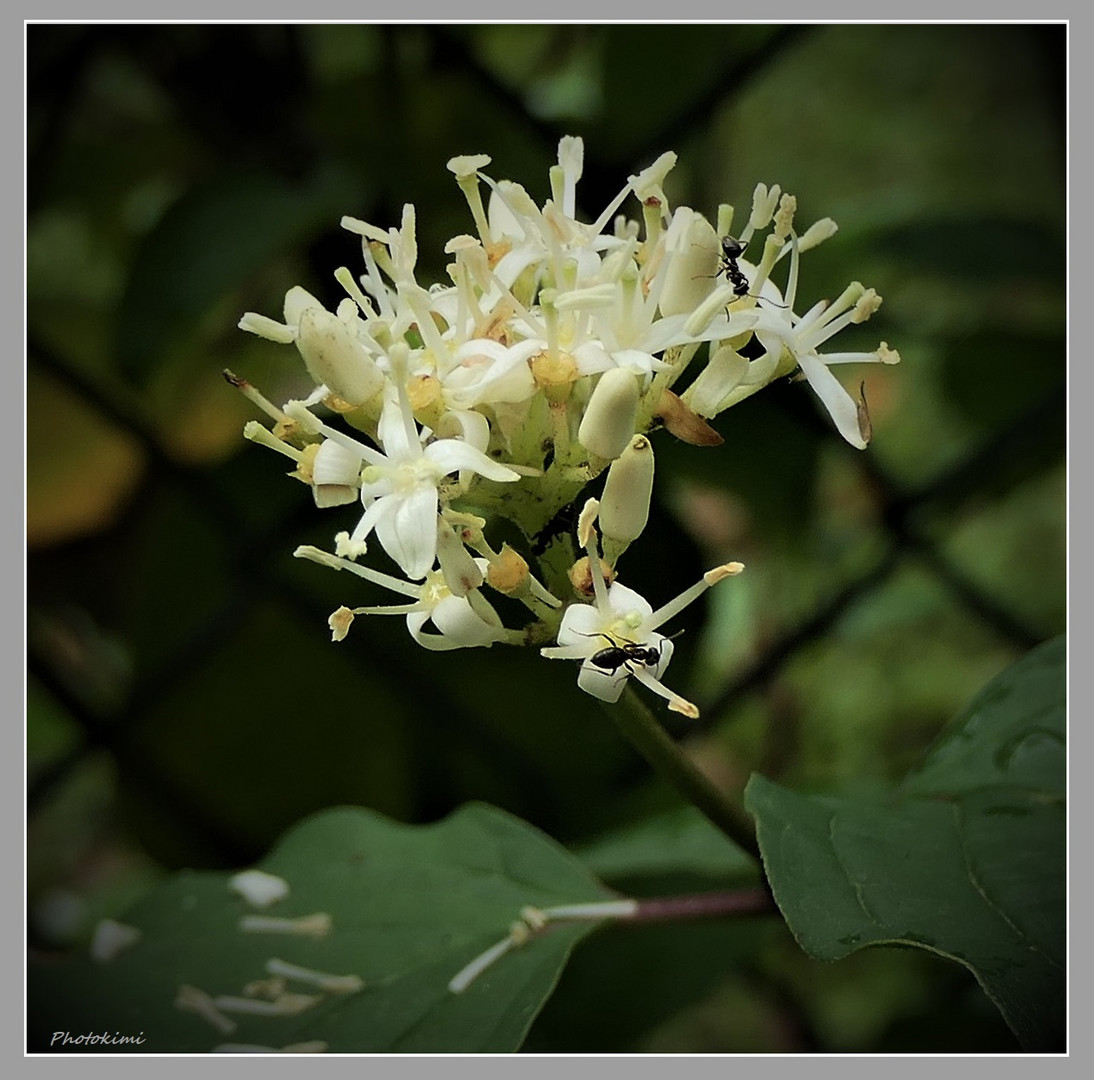 Blüten einer Heckenpflanze