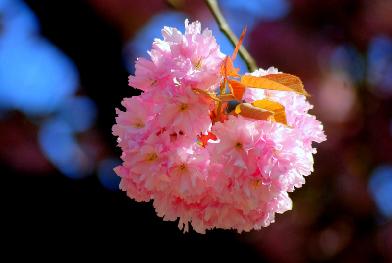 Blüten einer Japanischen Kirsche