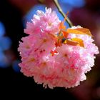 Blüten einer Japanischen Kirsche