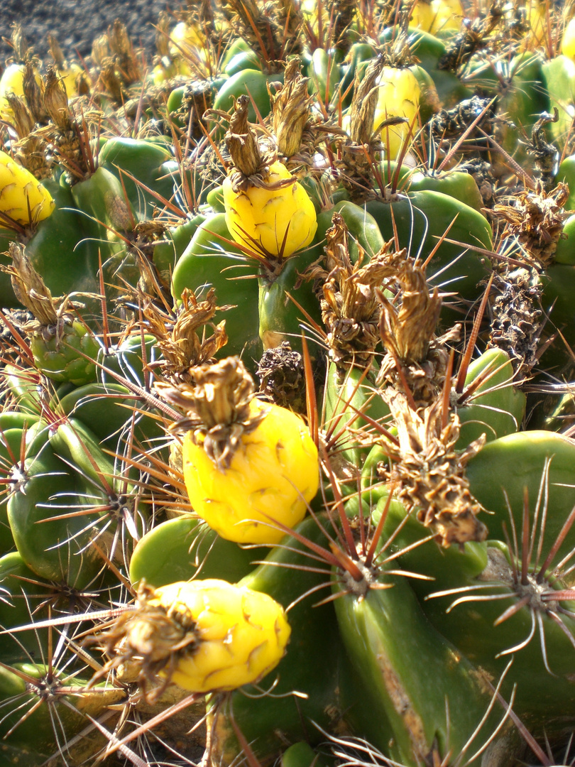 Blüten? einer Kaktee