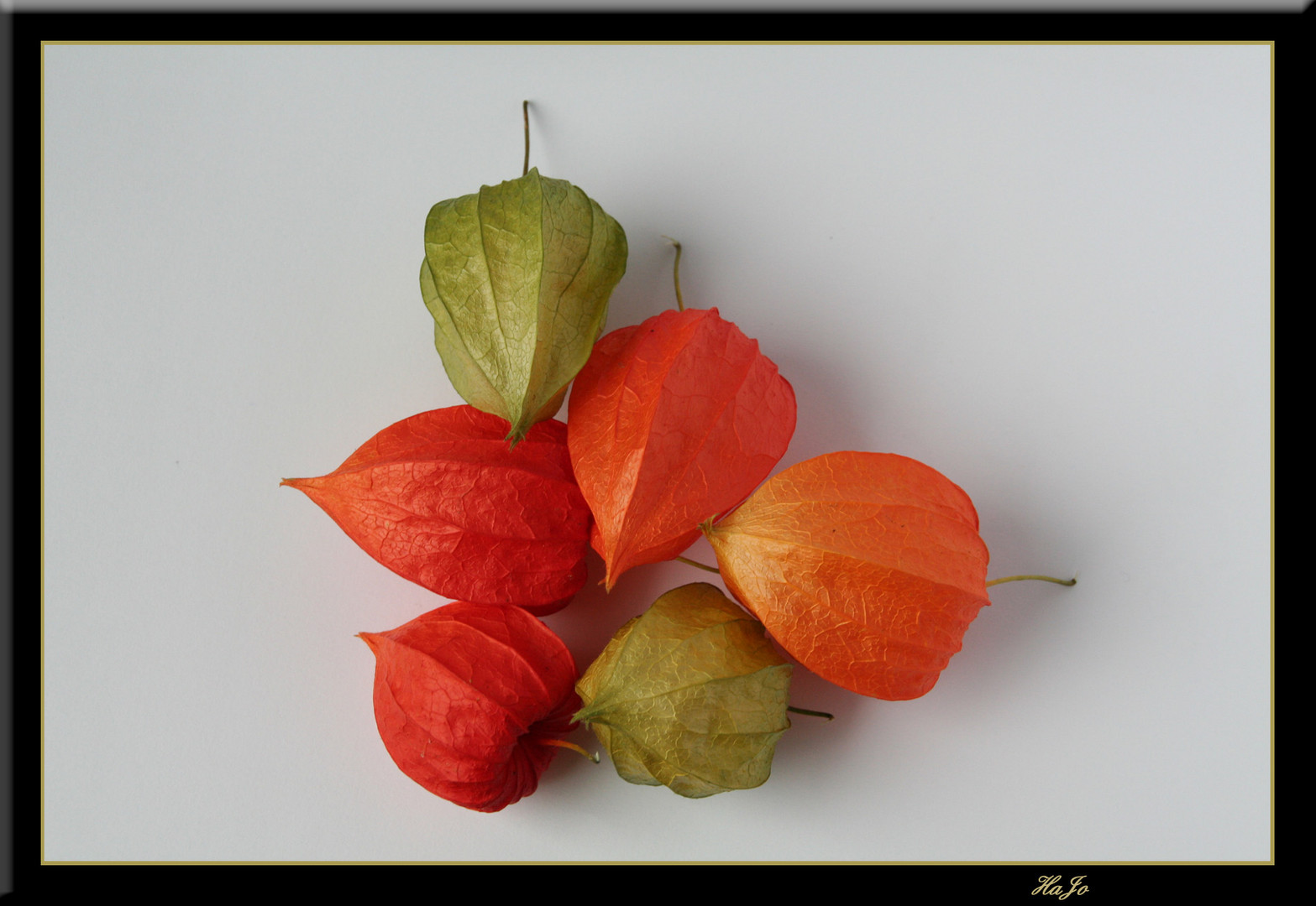 Blüten einer Lampionblume ( Physalis )