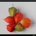 Blüten einer Lampionblume ( Physalis )