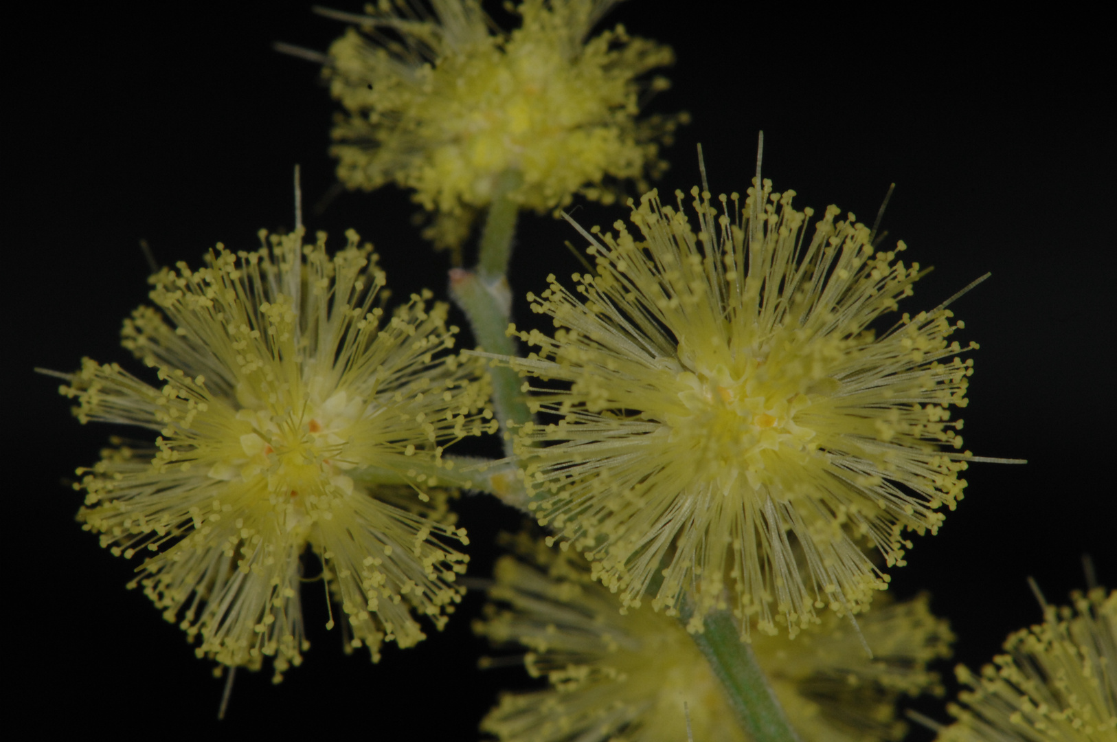 Blüten einer Mimose