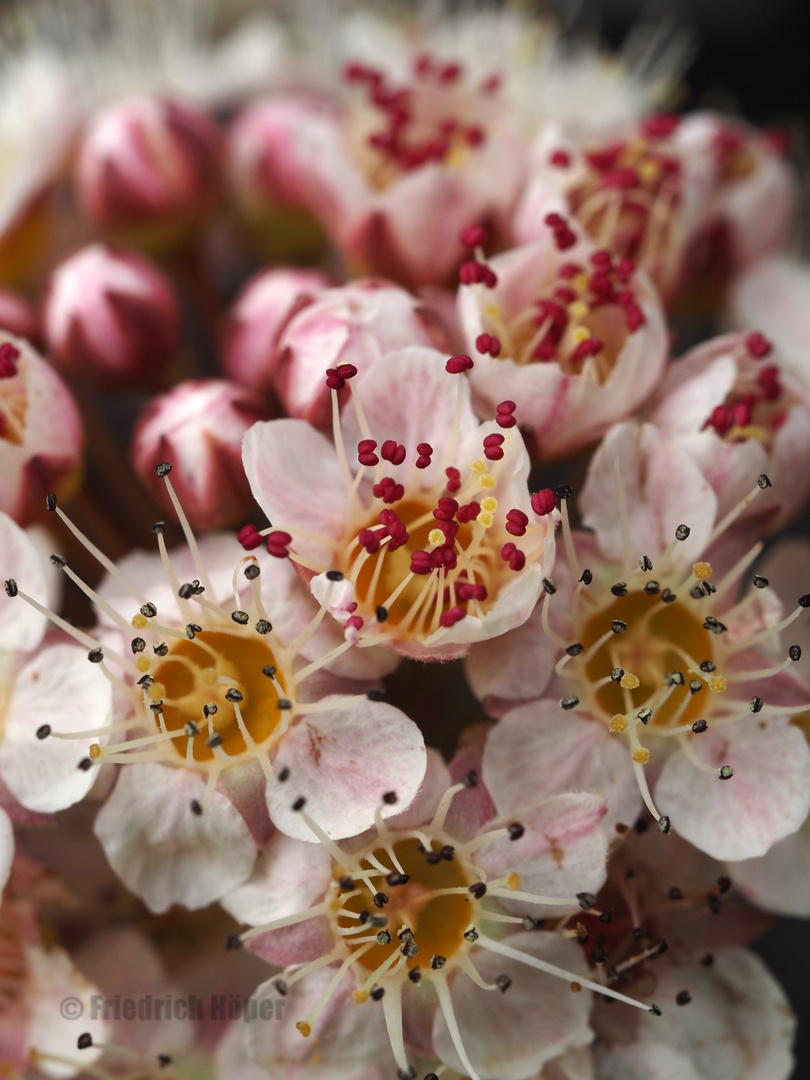 Blüten einer Roten Blasenspiere Physocarpus opulifolius ‘Diabolo’  ganz nah