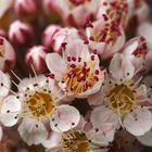 Blüten einer Roten Blasenspiere Physocarpus opulifolius ‘Diabolo’  ganz nah