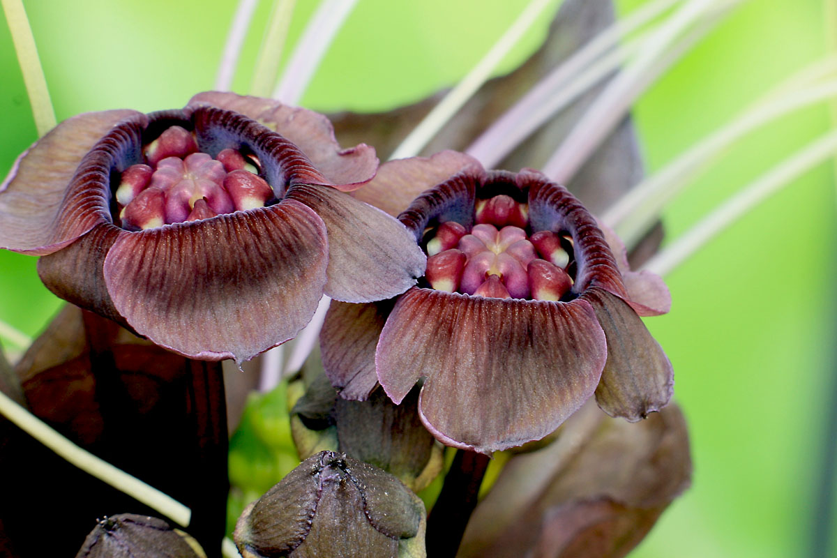 Blüten einer Tacca chantrien.