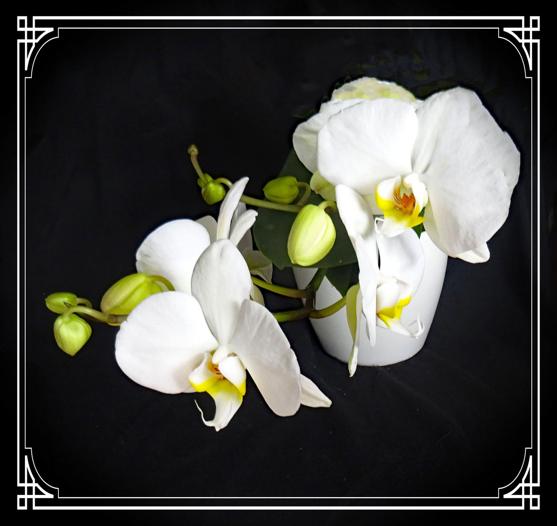 Blüten einer weißen Orchidee