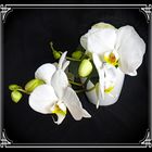 Blüten einer weißen Orchidee