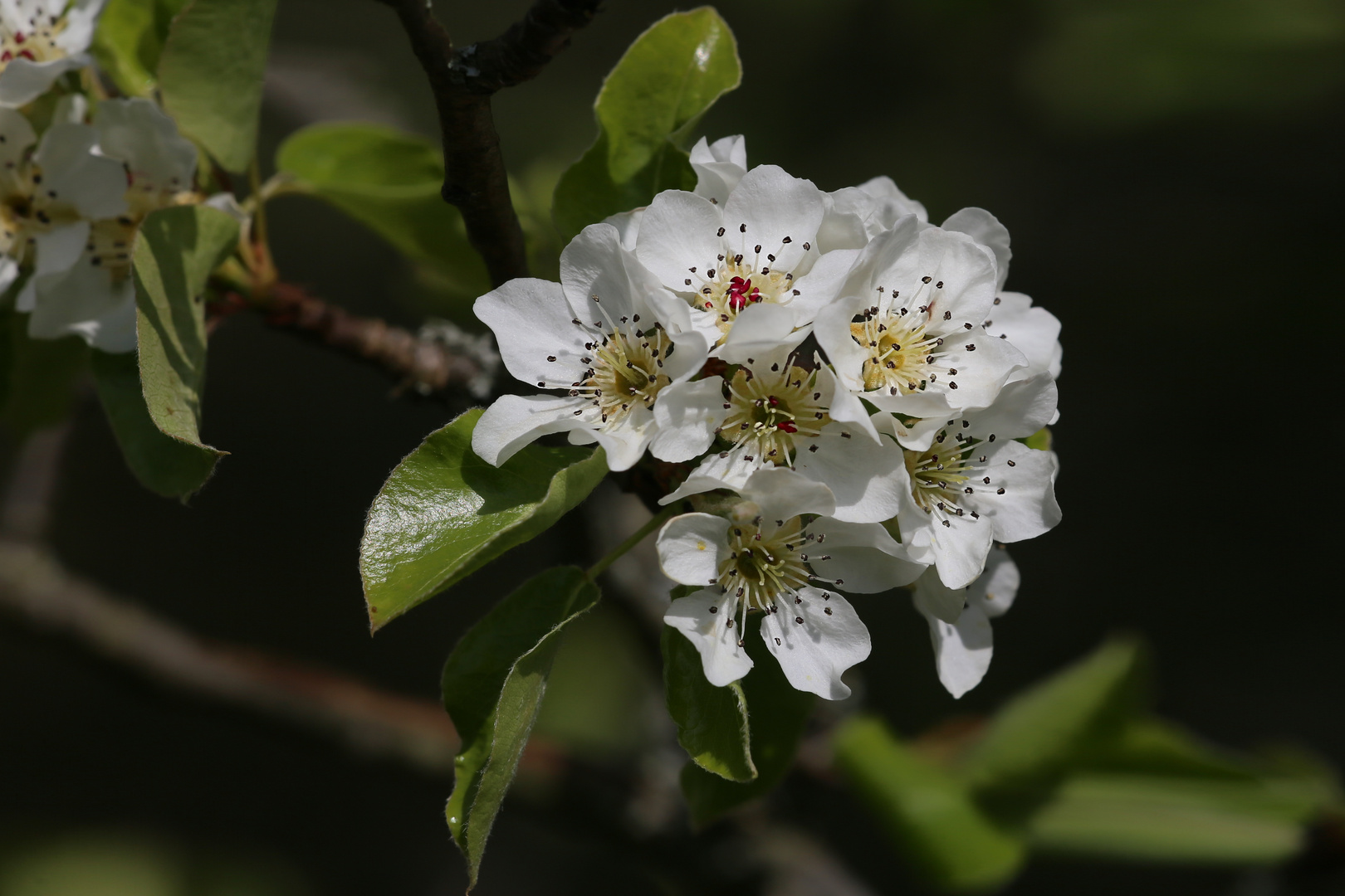 Blüten einer Wildbirne Foto & Bild natur, blüten, birne Bilder auf