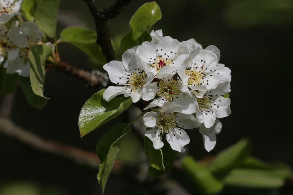 Blüten einer Wildbirne