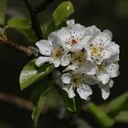 Blüten einer Wildbirne