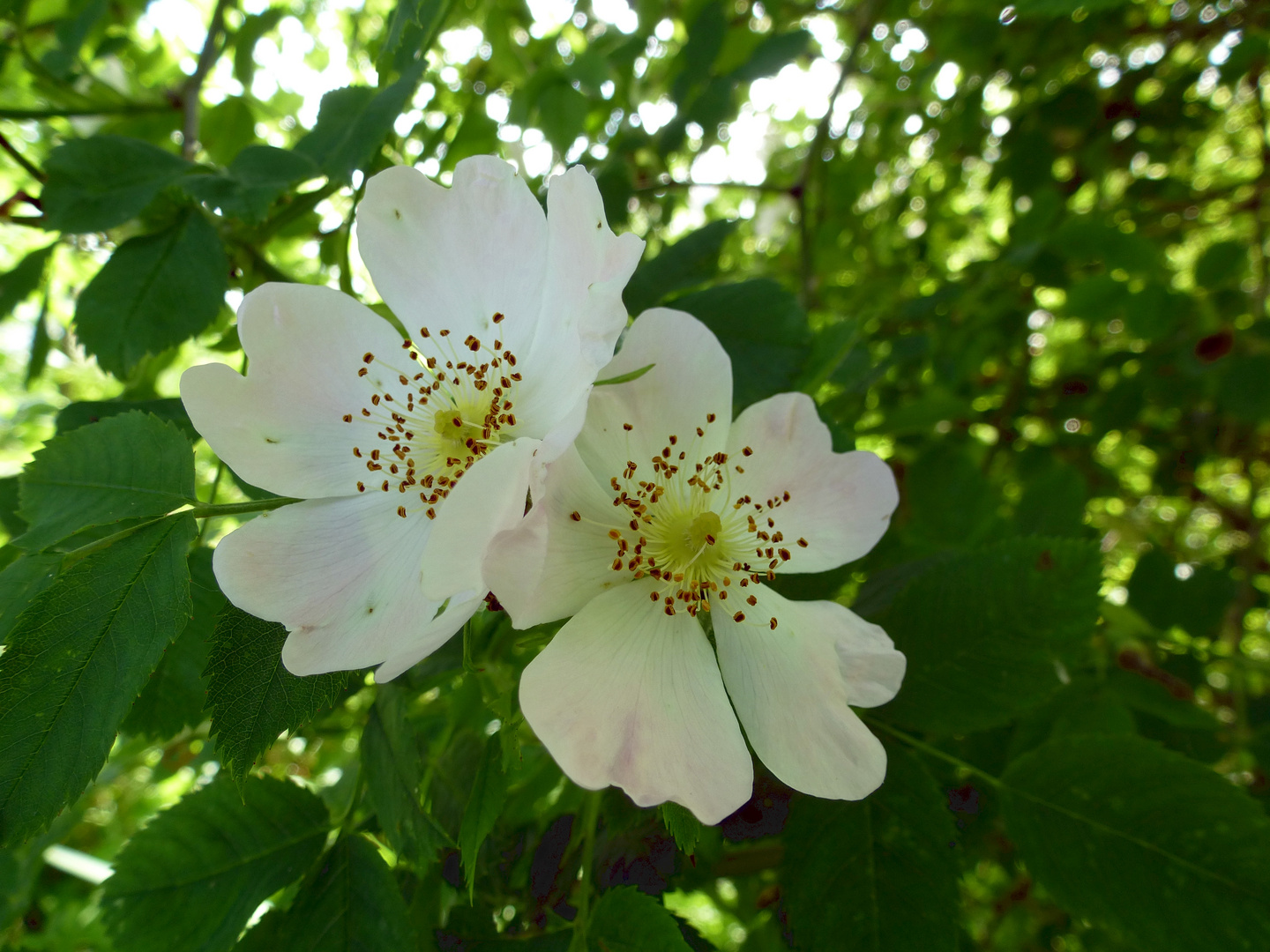 Blüten einer wilden Rose